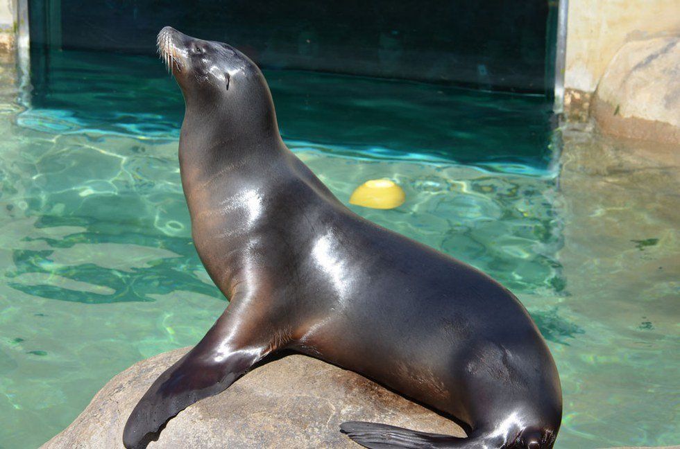 Sea Lion...Slaughter?