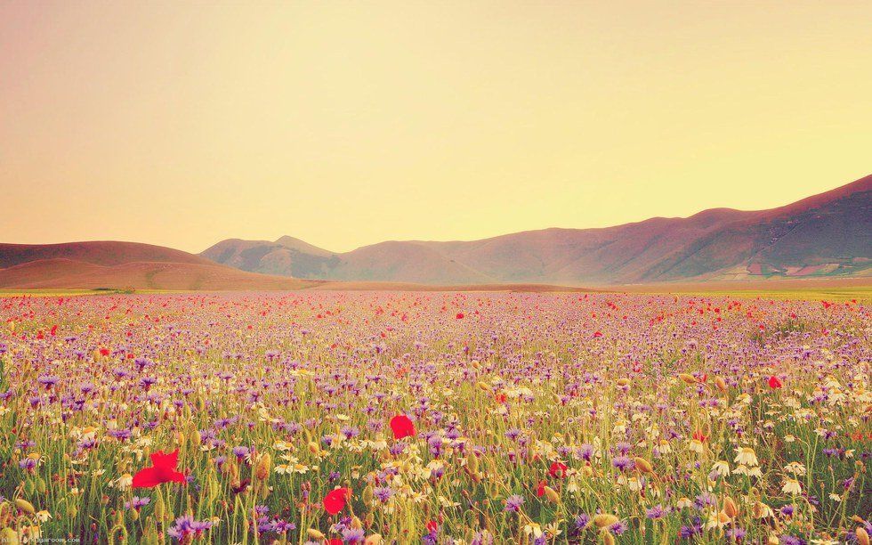 A Poem: Lost And Found In A Wildflower Field