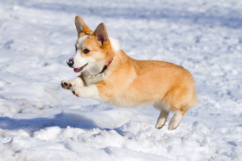 Five Fun Facts About Corgis