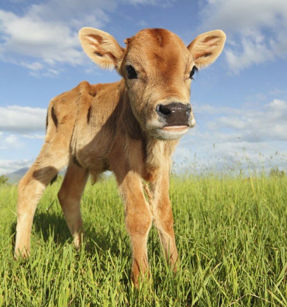 The Real Difference Between Corn-Fed And Grass-Fed Beef