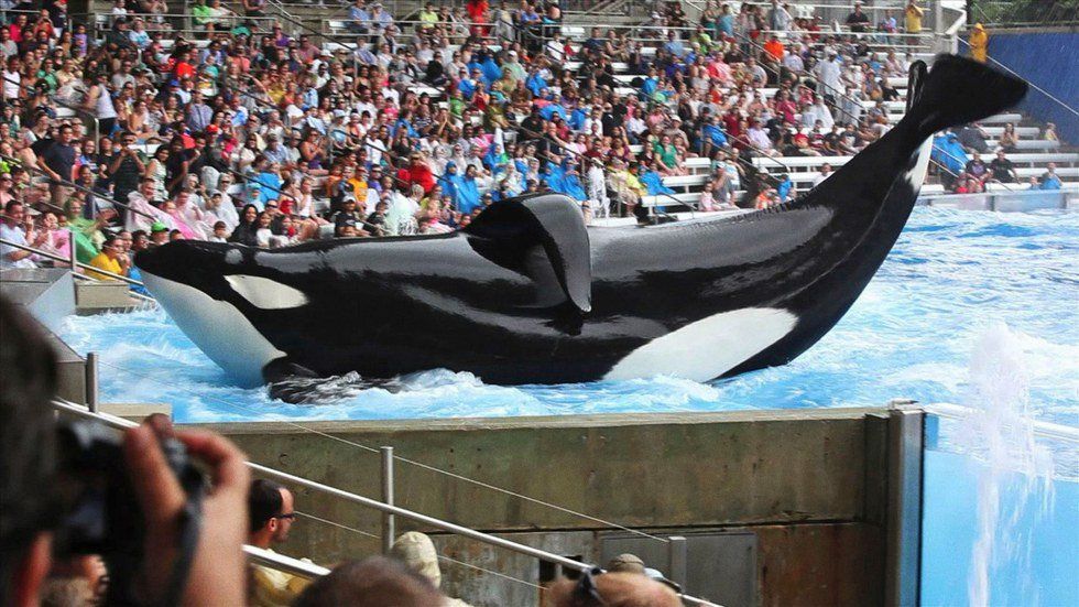 Tilikum the Killer Whale is Dead