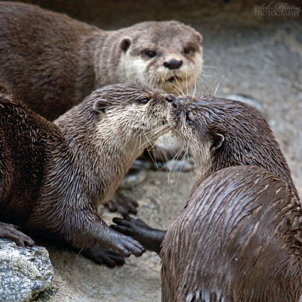 Embracing the Third Wheel