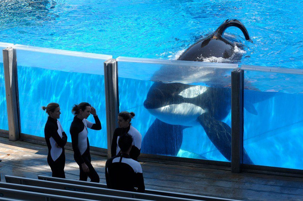 Tilikum Died For Your Entertainment