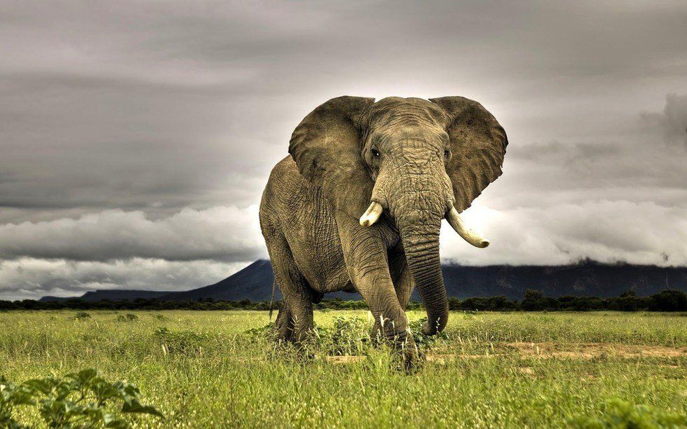 2017 Looks Promising For Elephants!