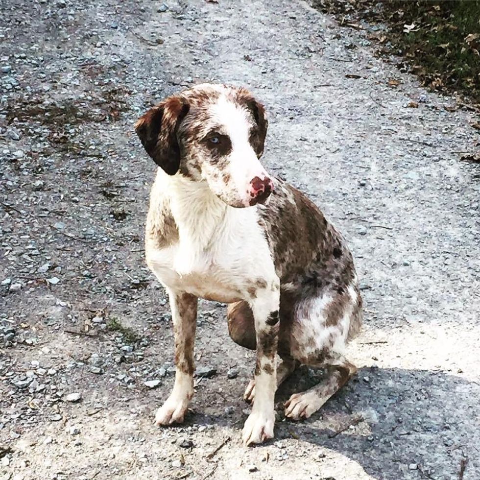 Struggles Of Owning A Catahoula Leopard Dog