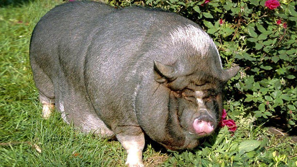 11 Super Fat Animals To Motivate You