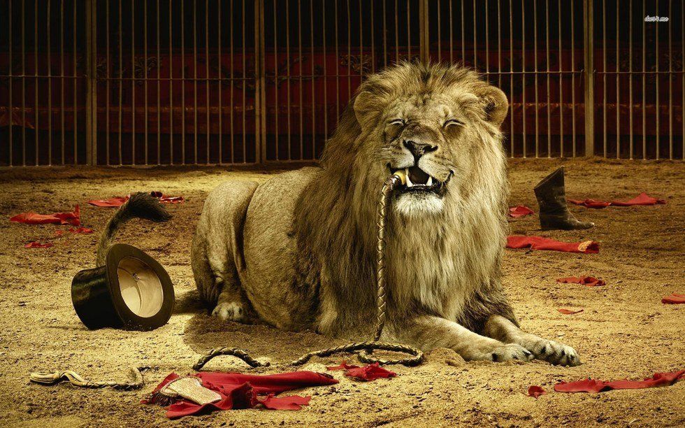 Short Story: The Sick Circus Lion