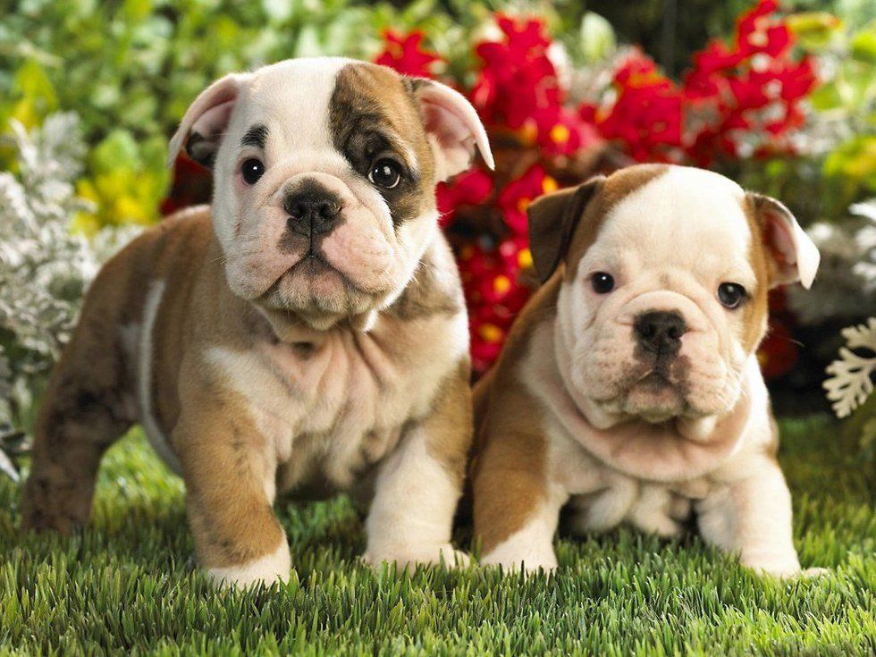 Ten Things That Happen When Your Roommate Is Your Best Friend As Told By Bulldogs