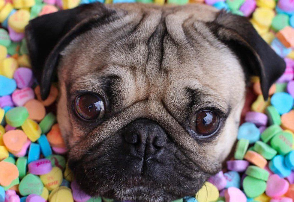 10 Reasons Literally Everyone Needs A Pug