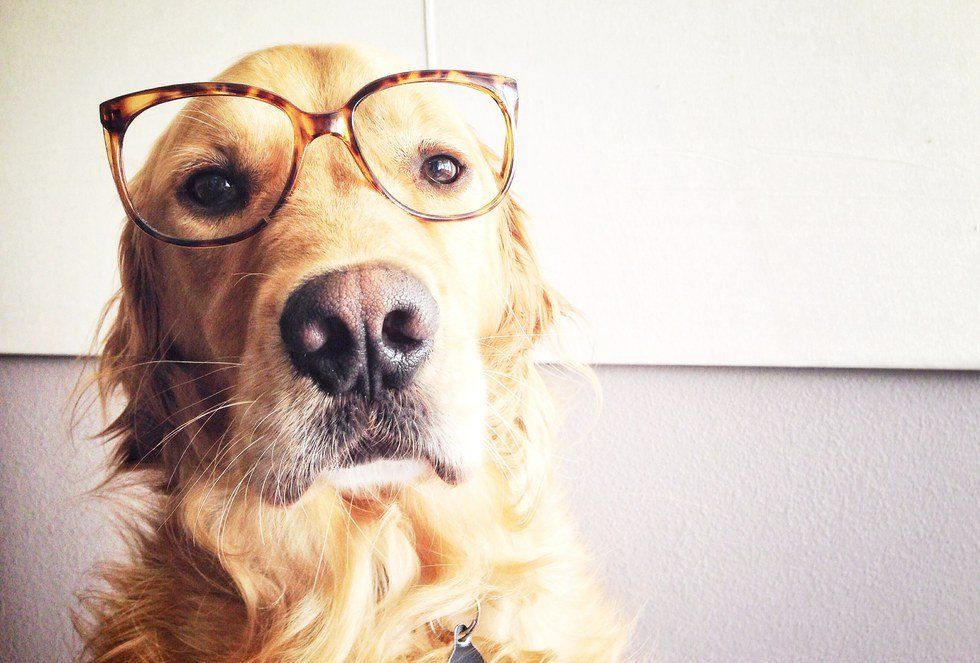 10 Best Golden Retrievers On Instagram