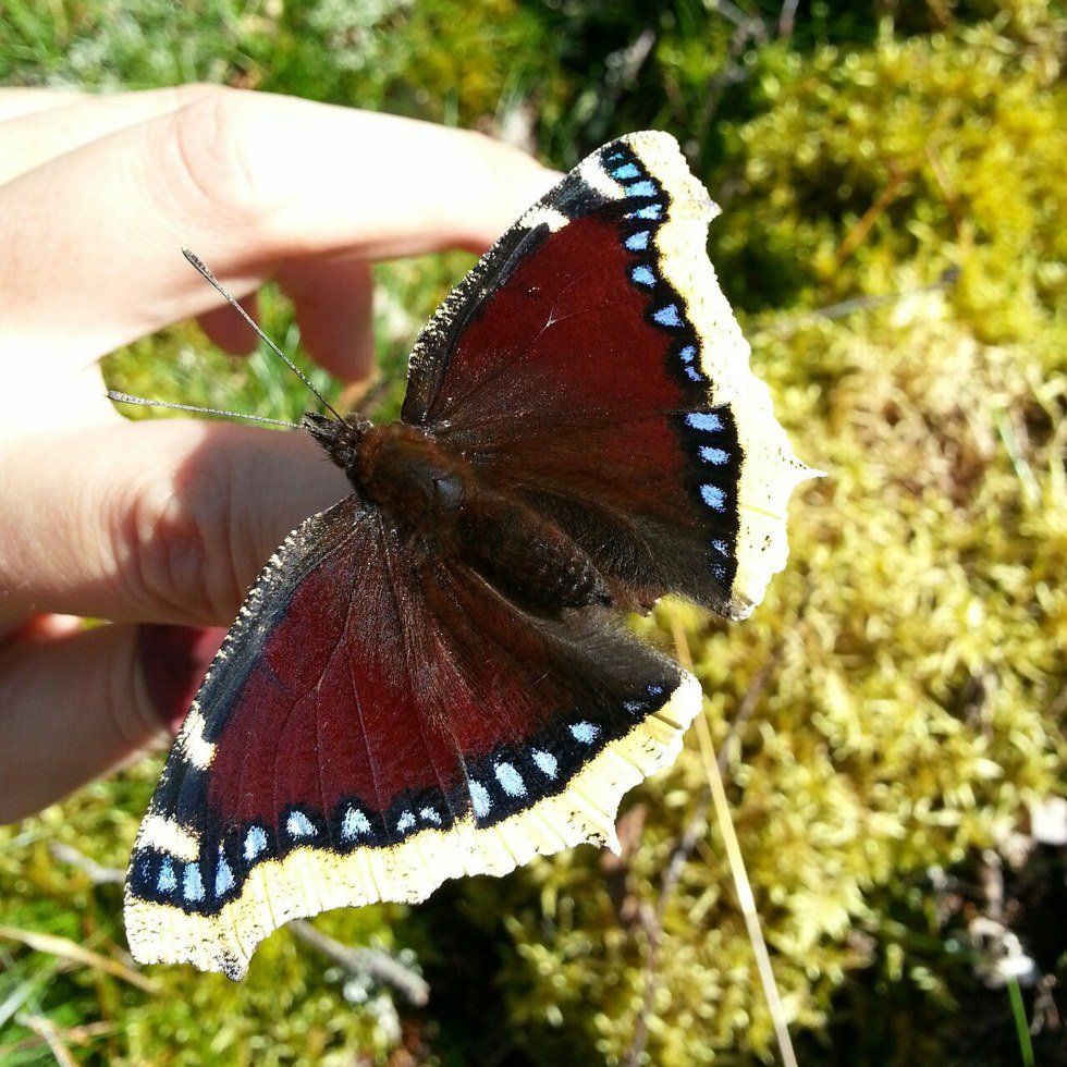 A Mourning Cloak Obsession