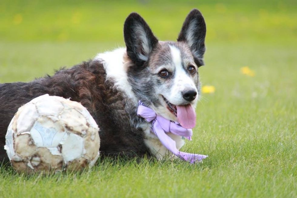 The Family Members We Need To Remember This Holiday Season: Our Pets