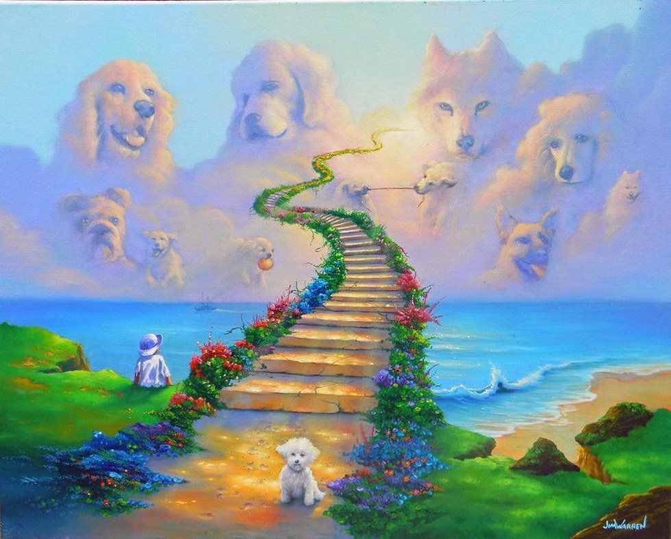 I Crossed The Rainbow Bridge: A Pet's Letter To Their Owner