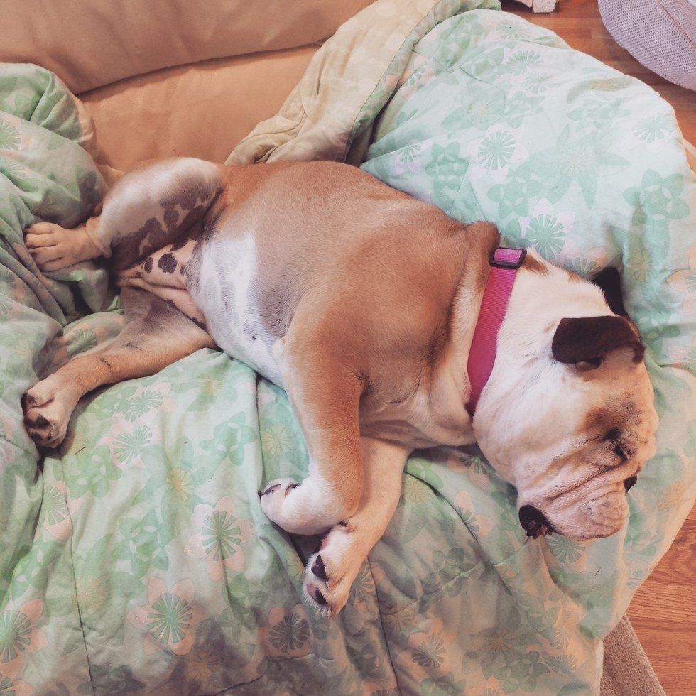 7 Things You Need To Know Before Getting An English Bulldog