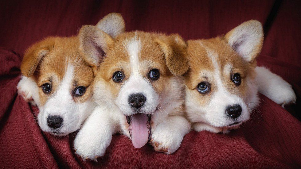 Happy Puppies To Stop Your Post-Holiday Blues