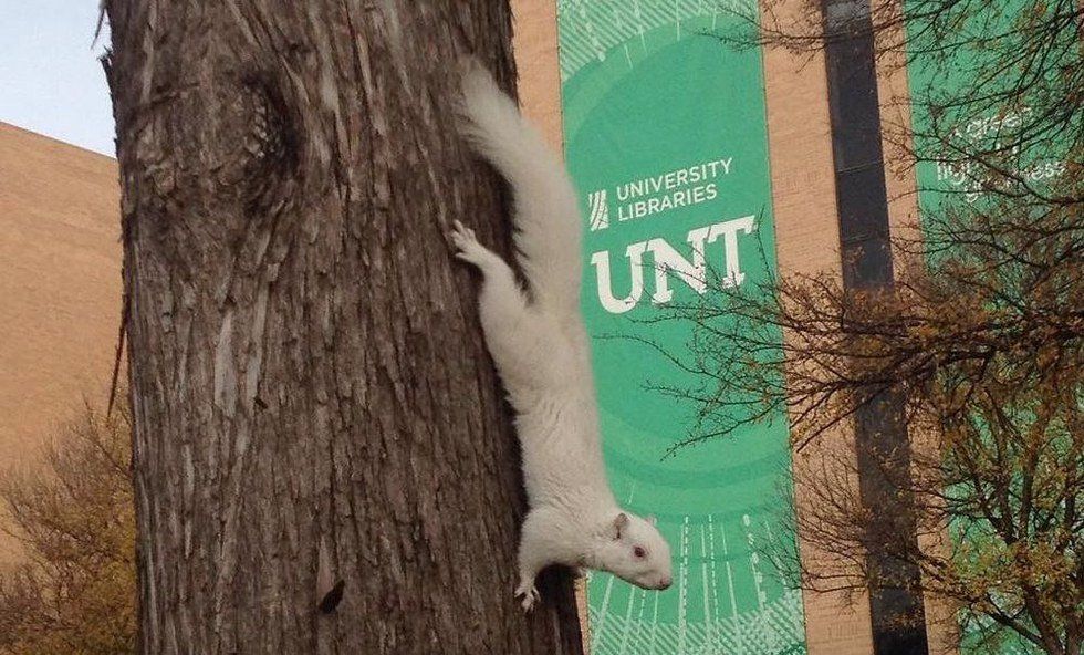 UNT's Albino Squirrel Has Been Killed