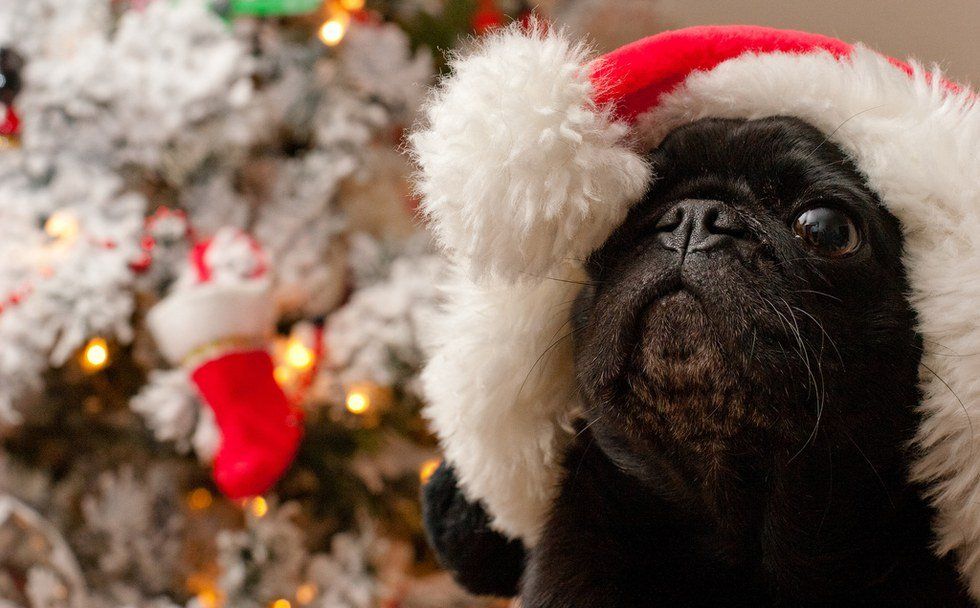 15 Cruelty-Free Stocking Stuffers