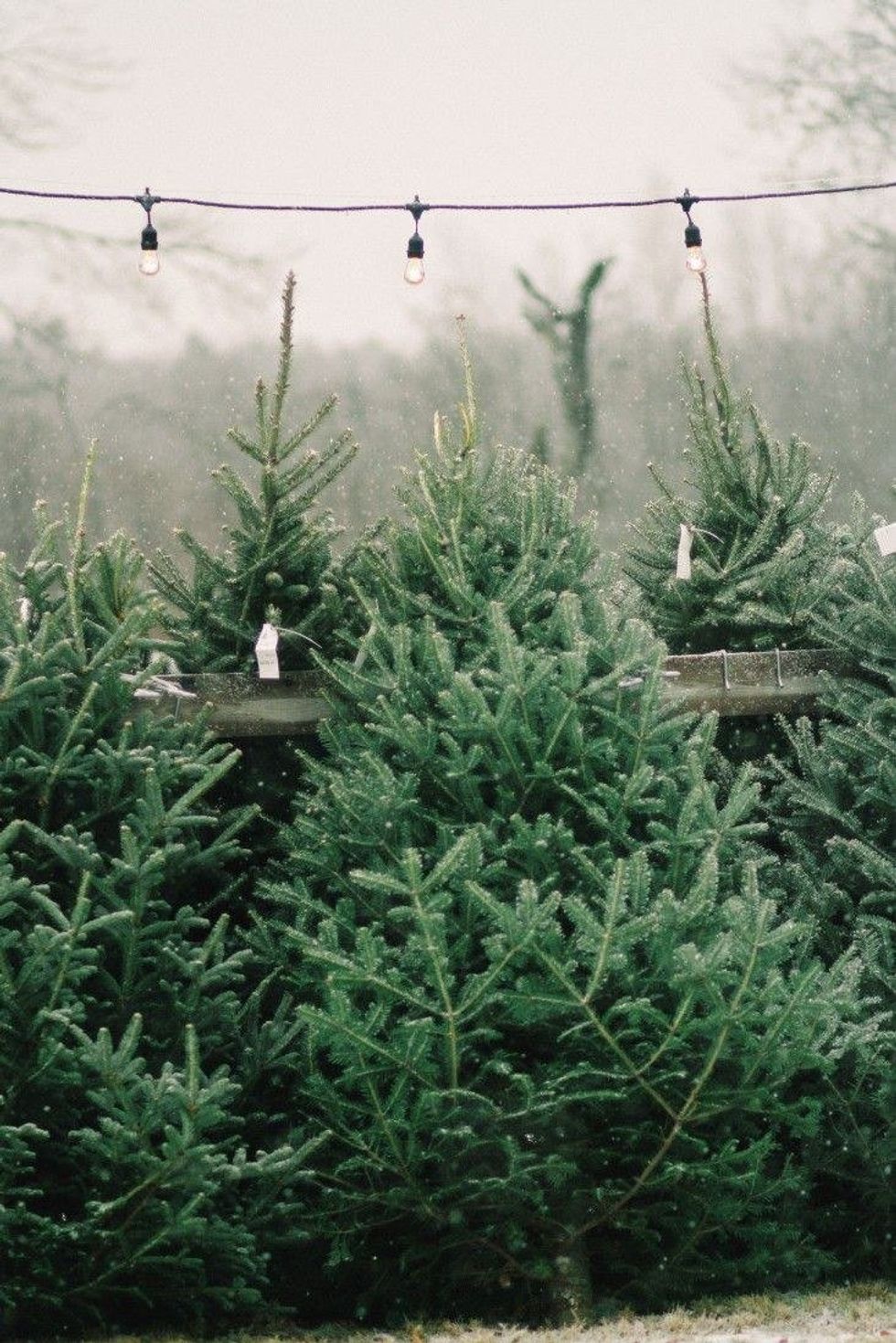 The 5 Kinds of Christmas Trees