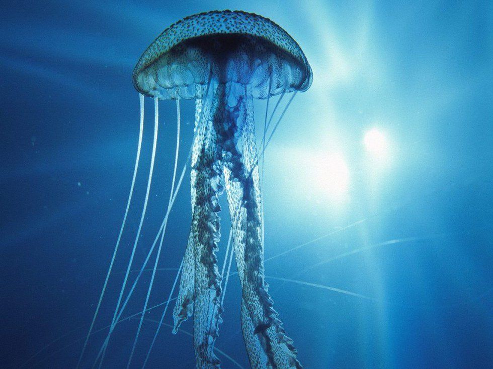 Jellyfish