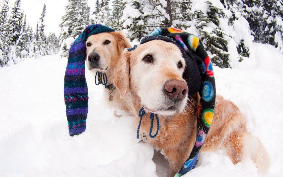 Is Your Dog Ready for Winter?