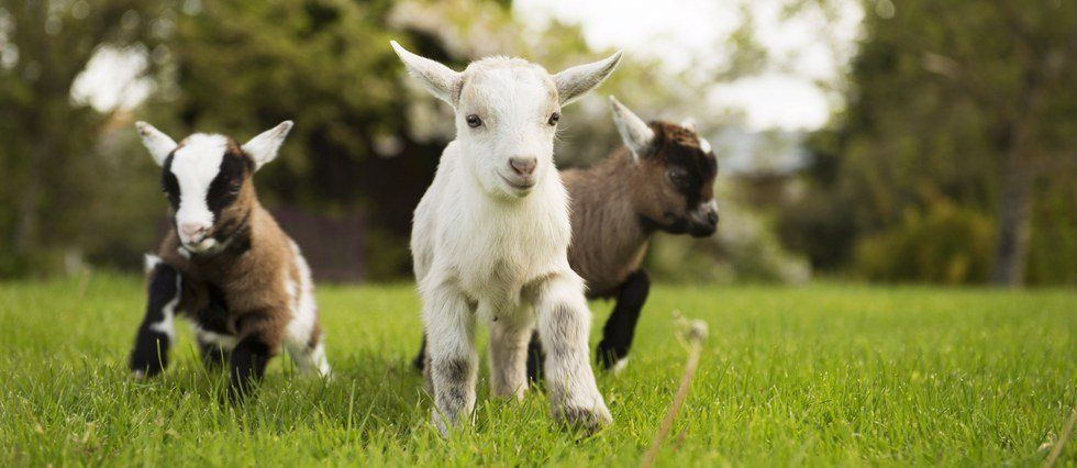 8 Photogenic Reasons to Get a Goat