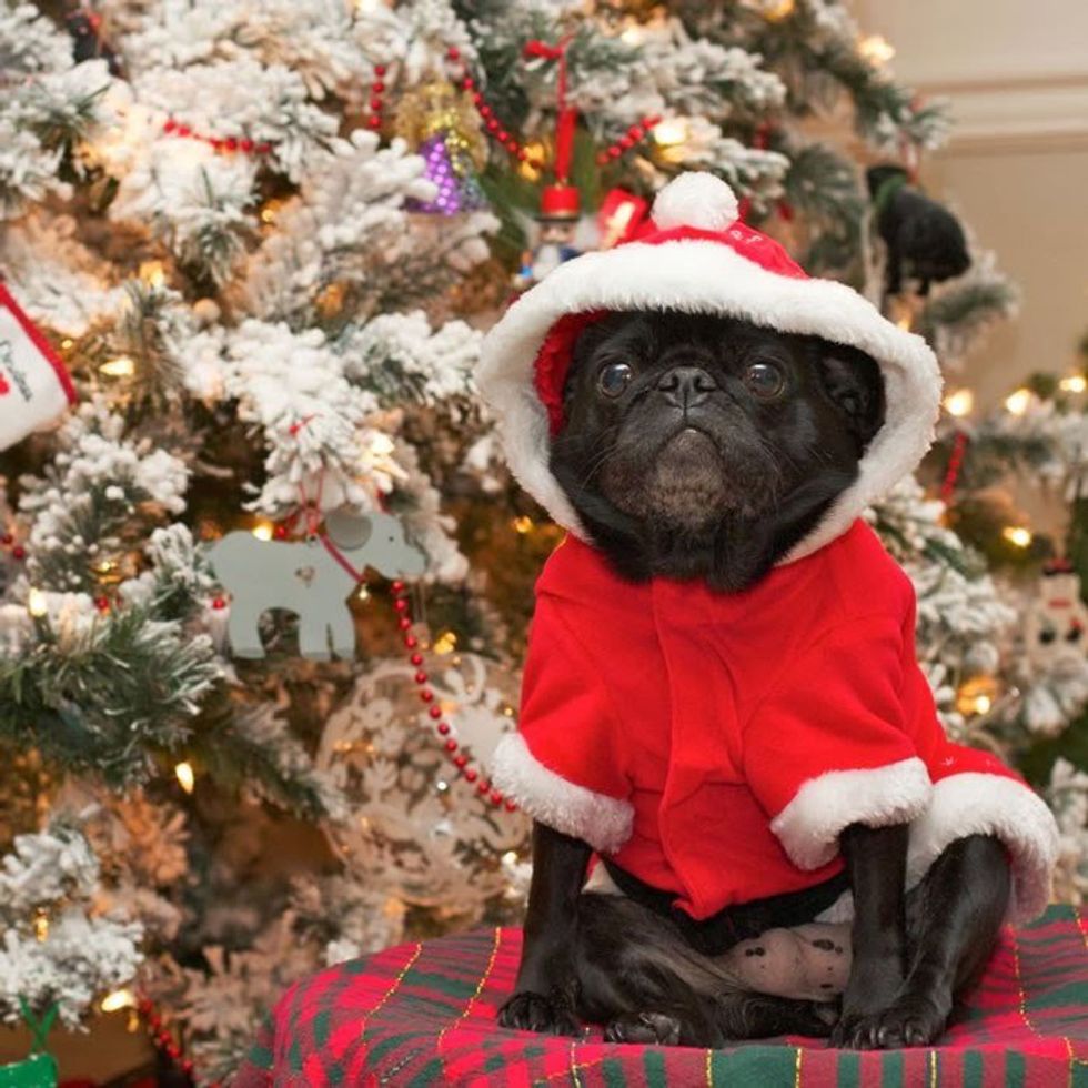 10 Times Pugs Stole Christmas