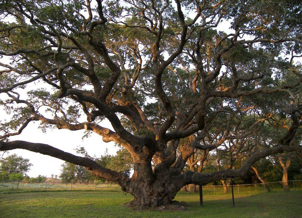 Why Trees are Frightening