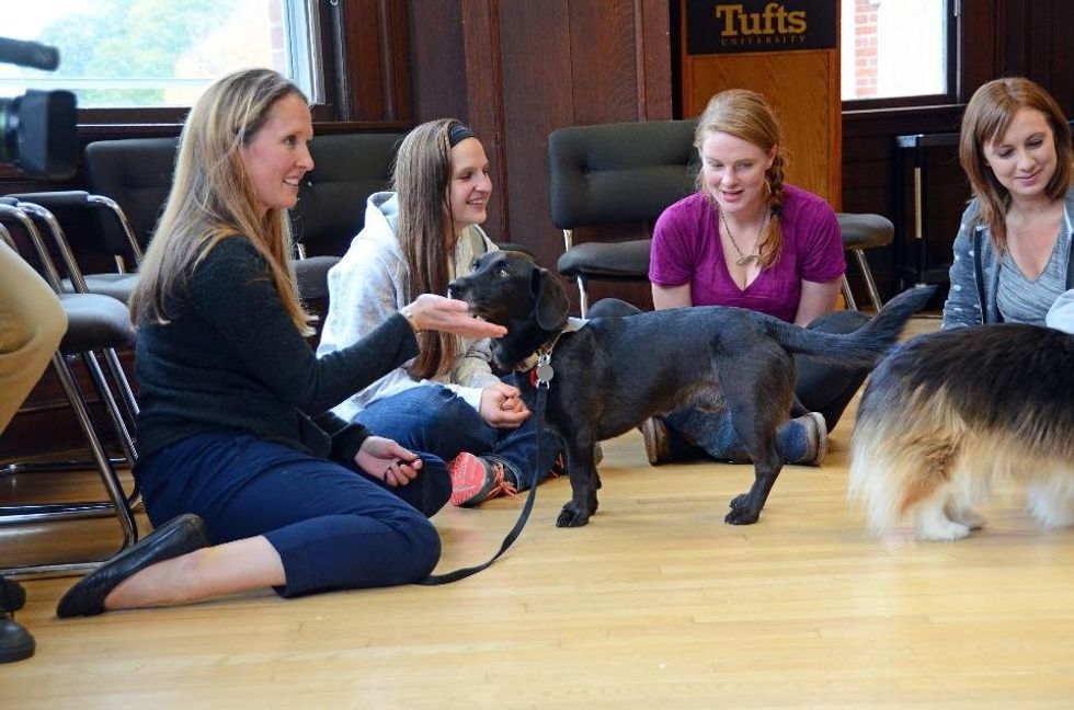 Reasons Why Pet Therapy Should Be Available At Colleges