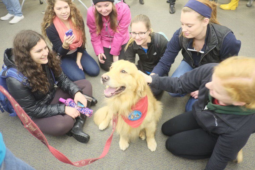 16 Reasons Why Therapy Dogs Are Just The Best