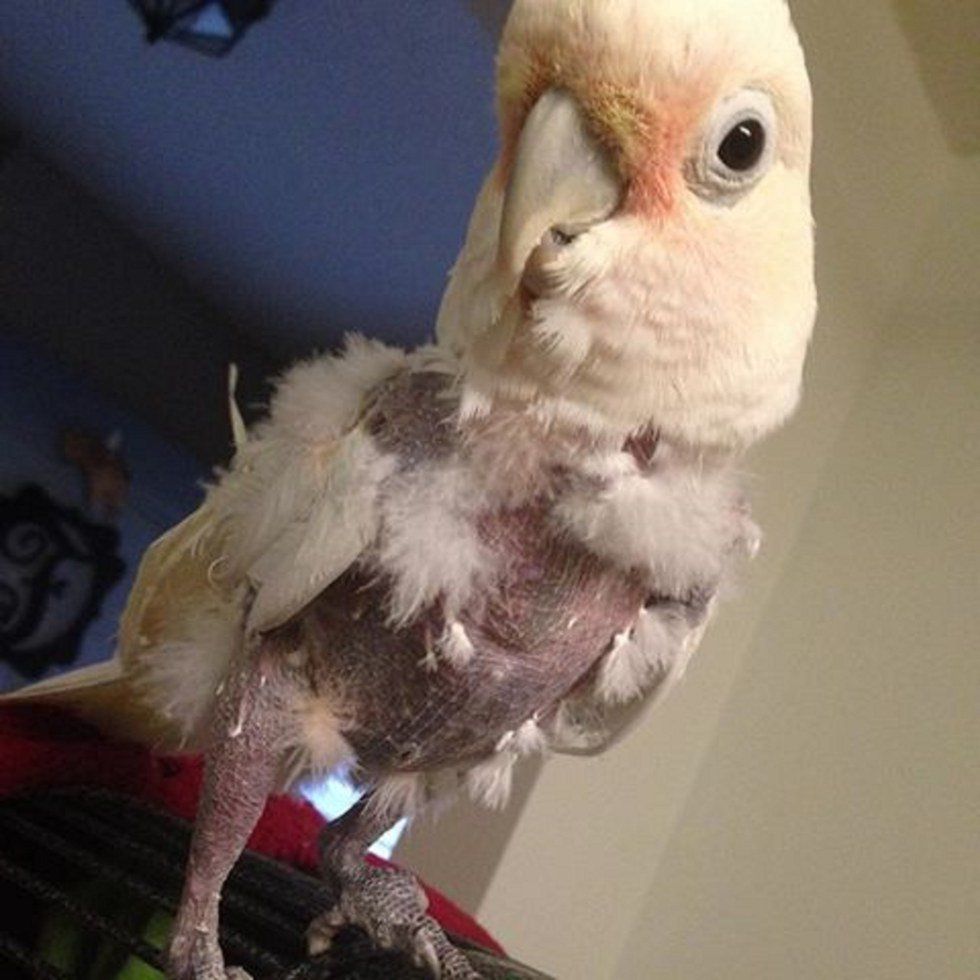 Rescued Cockatoo, Turned Nudist - Calypso