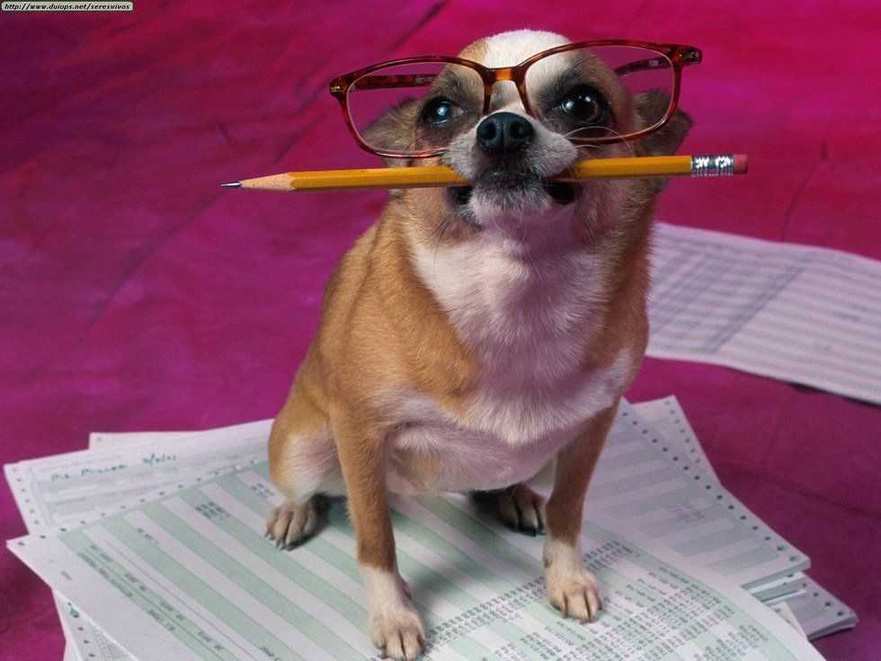 10 Dog GIFs That Will Help You Survive Finals Week