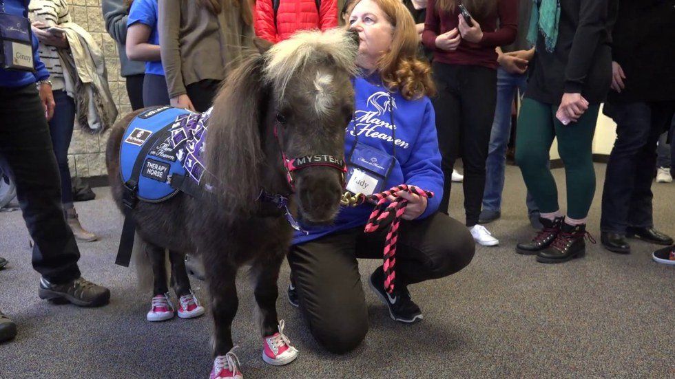 Wacky and Cute Ideas Colleges Have to Help Ease Finals Stress