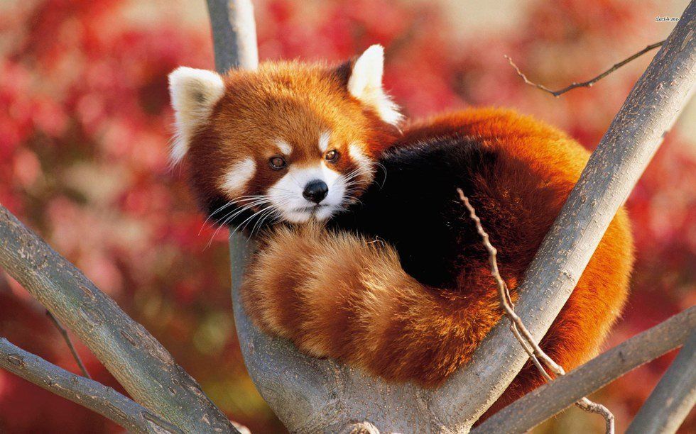 17 Red Pandas To Get You Through Finals