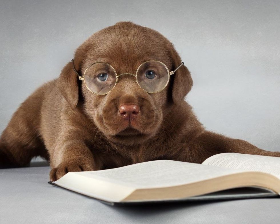 Finals Week (as told by puppies)