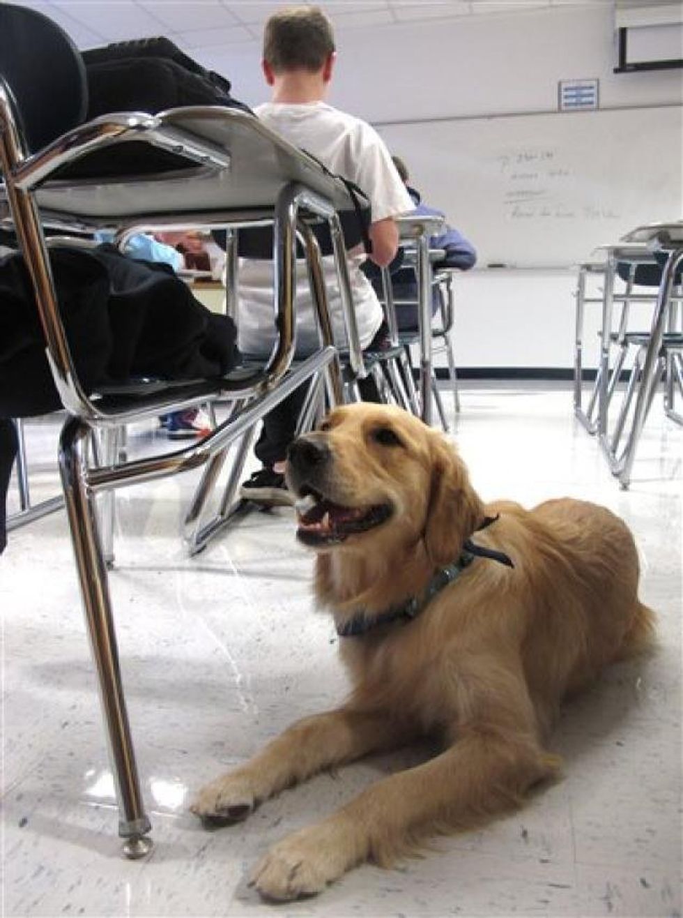 Colleges Need Therapy Dogs