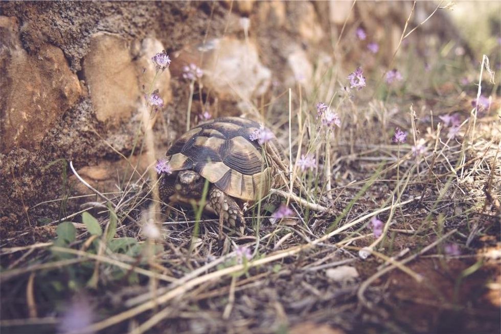 Taking Time For Life's "Turtle Moments"