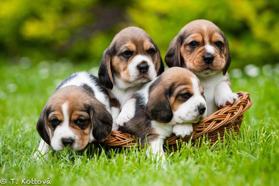 7 Puppy GIFs To Help You Survive Finals