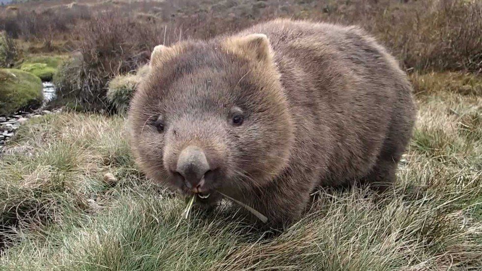 Wombats To Combat Finals Week