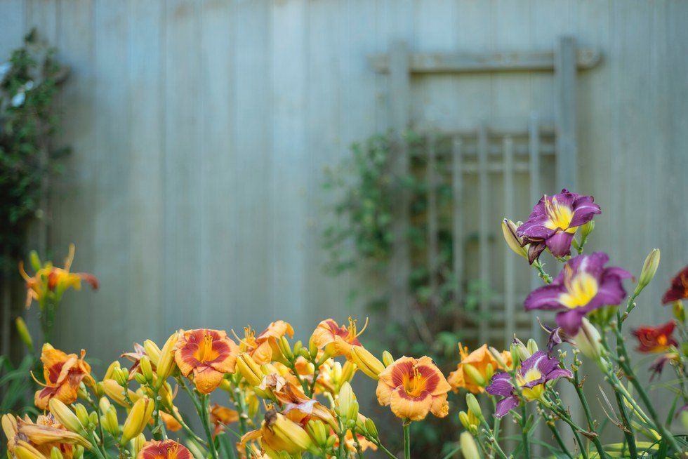 Reseeding The Flowers Of Your Garden