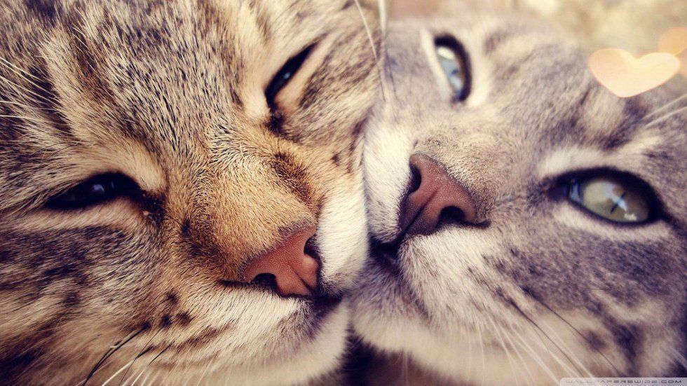 10 Things All Cat Owners Can Relate To