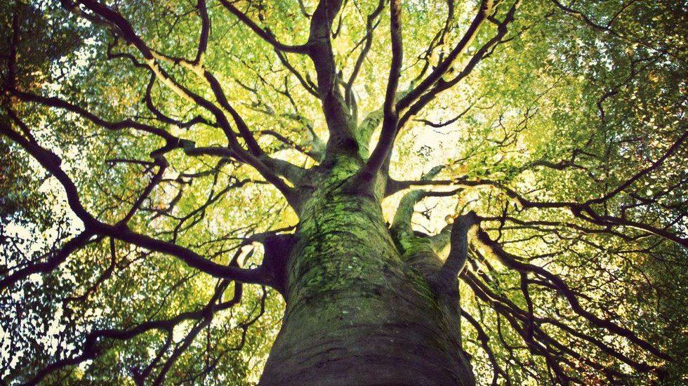 7 Ways To Grow A Tree & 7 Important Ways Of Life