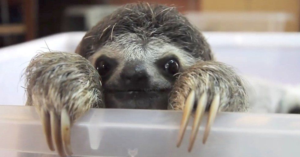 Finals Week As Told By Sloths