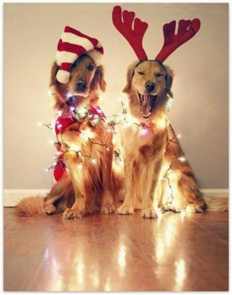 10 Of The Most Adorable Photos Of Dogs Dressed Up For The Holidays