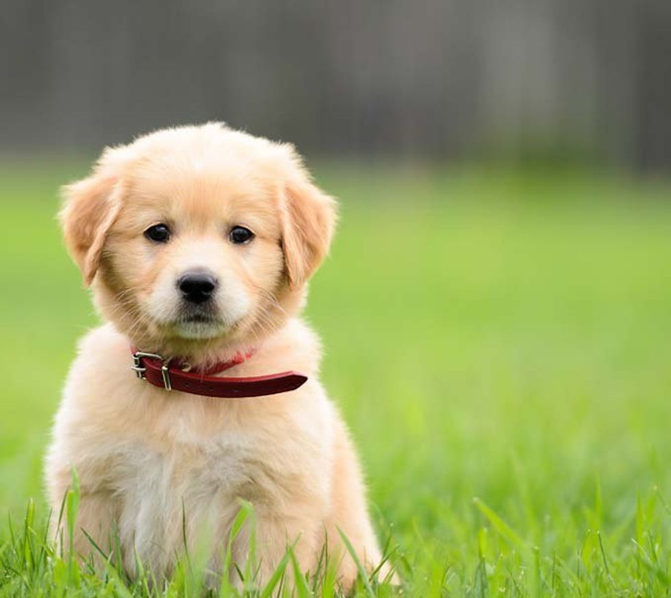 10 Cute Puppy Gifs You NEED to See This Finals Week