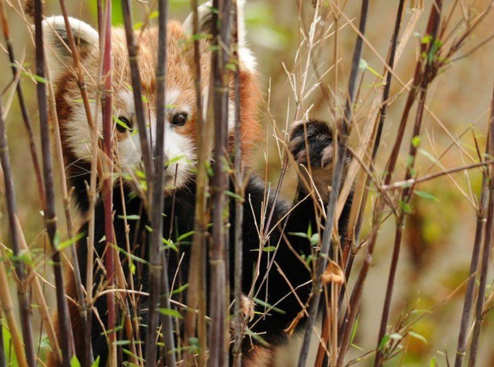 Six Reasons To Love The Red Panda