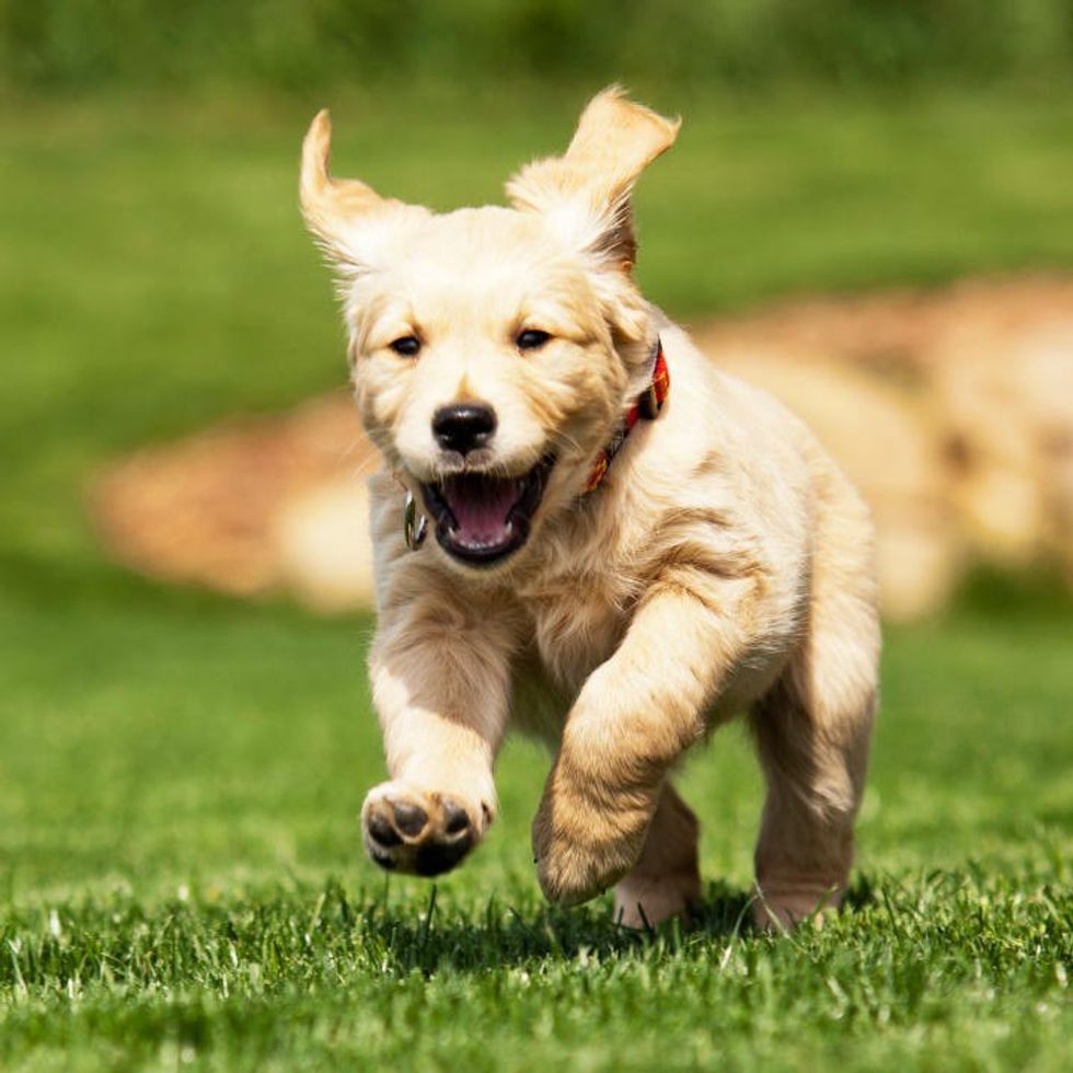 10 Dogs Being Goofy That Will Make You Smile