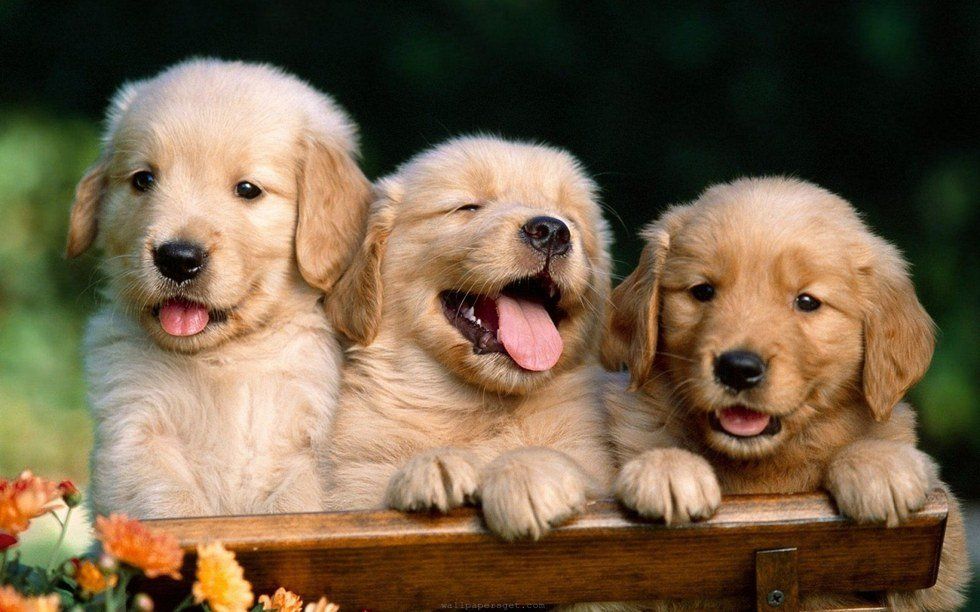 Need A Break From Studying? Here Are Pictures Of Cute Dogs