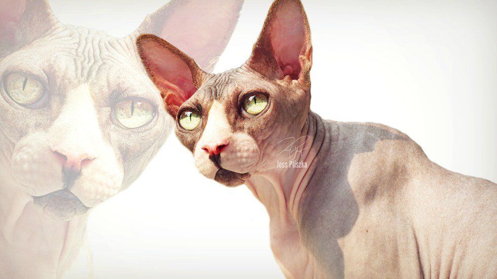 The Mystery Of The Hairless Sphynx Cat