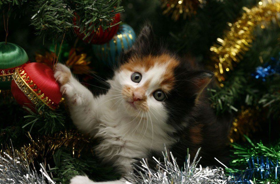 6 Things Every Cat Owner Thinks During The Holidays