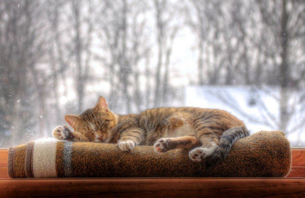 12 Perks Of Being A Cat Lover